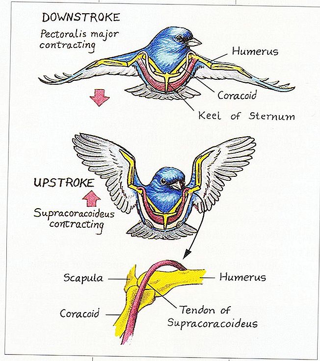 Kāpēc zvēru ķermeņa fizioloģiskās spārnu atrašanās vietas ir pretrunīgas?