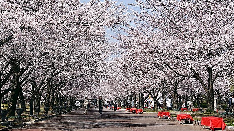 Pourquoi les fleurs de cerisier sont-elles si répandues dans les anime?