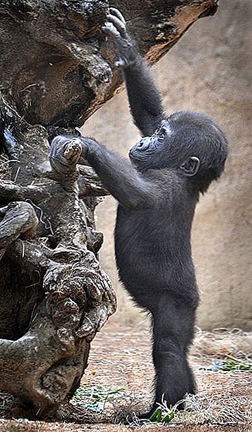 Kuka on tämä gorilla, joka kantaa Sengokua olalla?