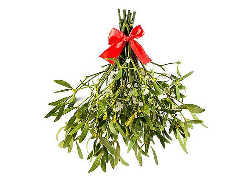 Quina planta utilitza Noel com a paraigua / para-sol?
