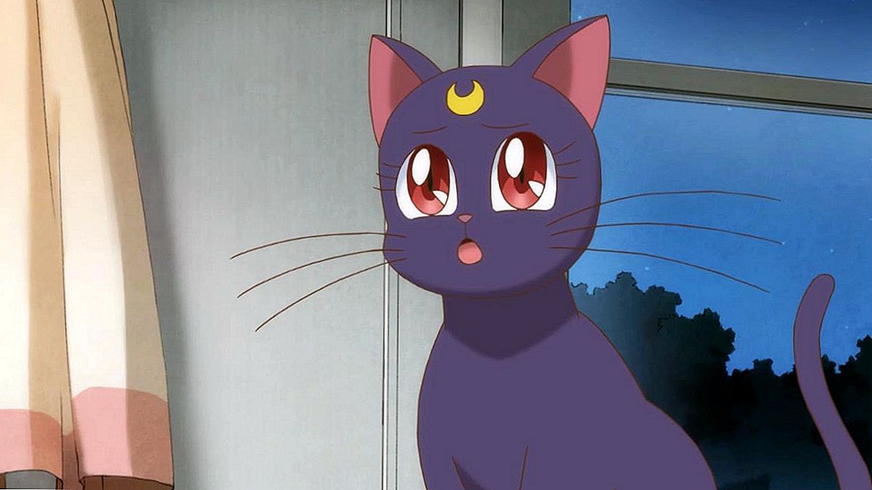 Var Luna och Artemis de enda (känsliga) katterna i Sailor Moon?