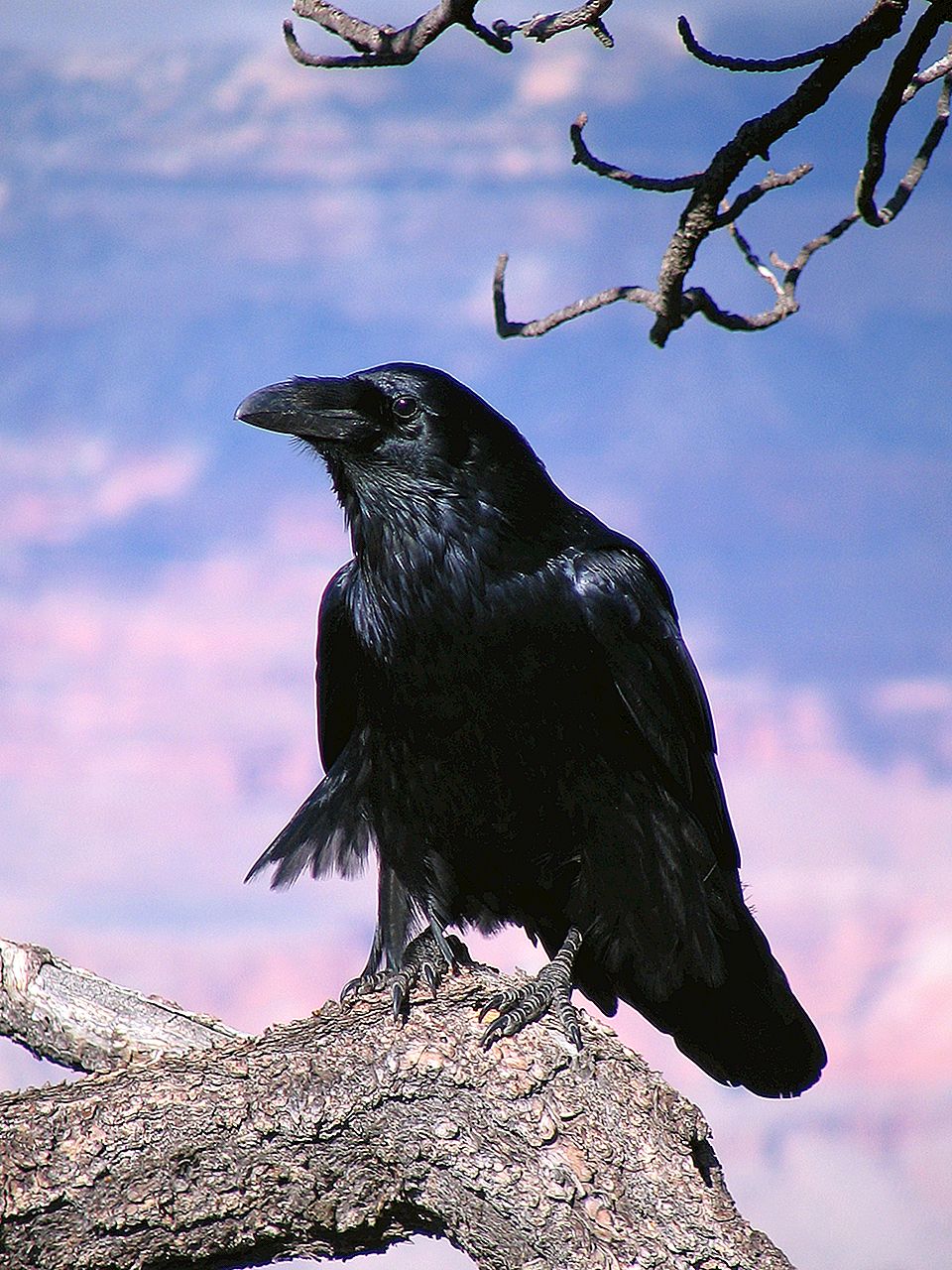 Hvilken af ​​“Crows”, “Crows Zero” og “Worst” finder først sted?